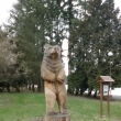Devn socha medvda Jiho
